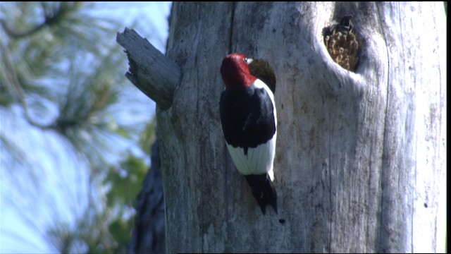 Red-headed Woodpecker - ML411069