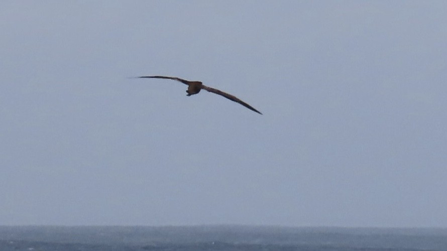 Black-footed Albatross - ML411077971