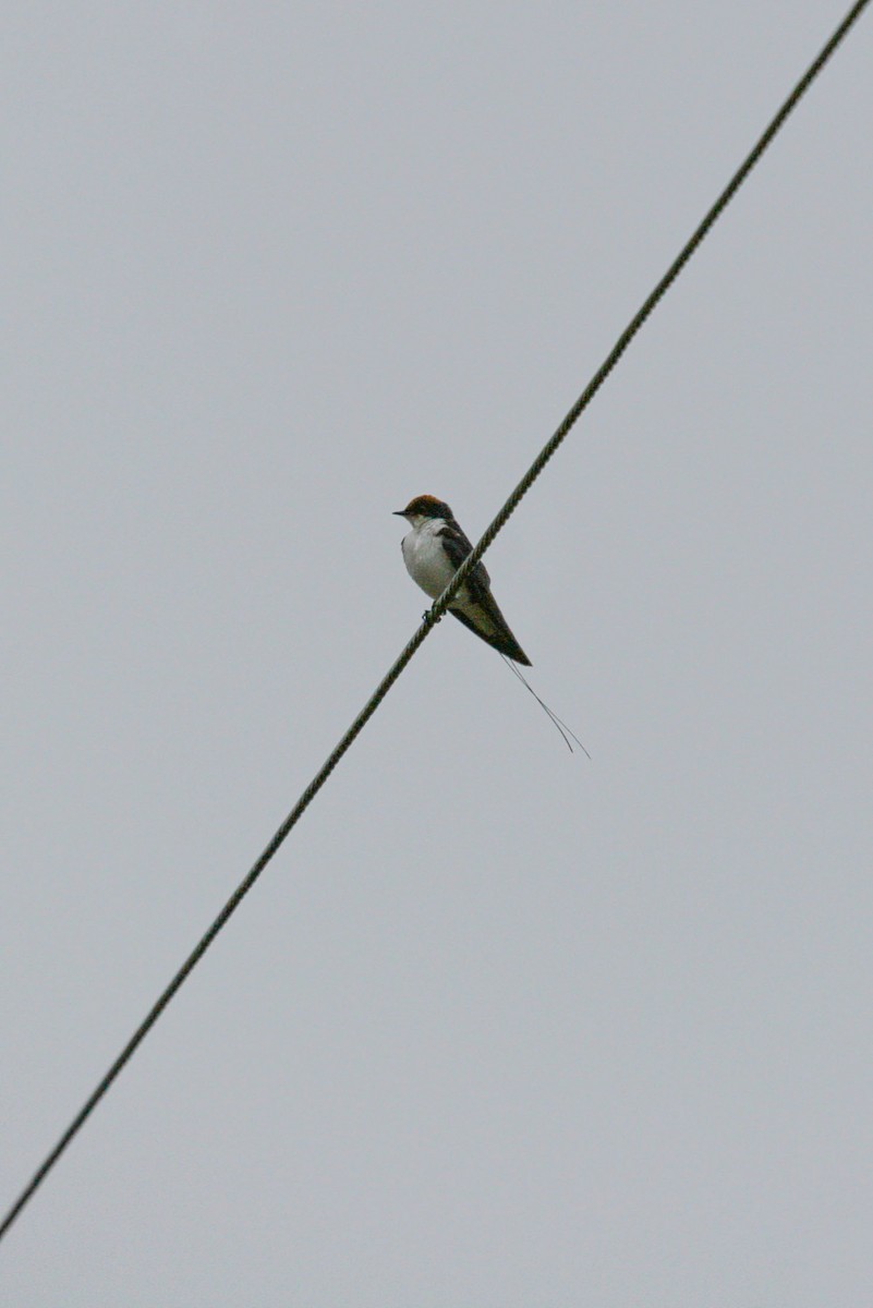 Wire-tailed Swallow - ML411083151