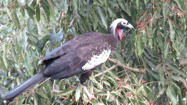 Black-fronted Piping-Guan - ML411084711