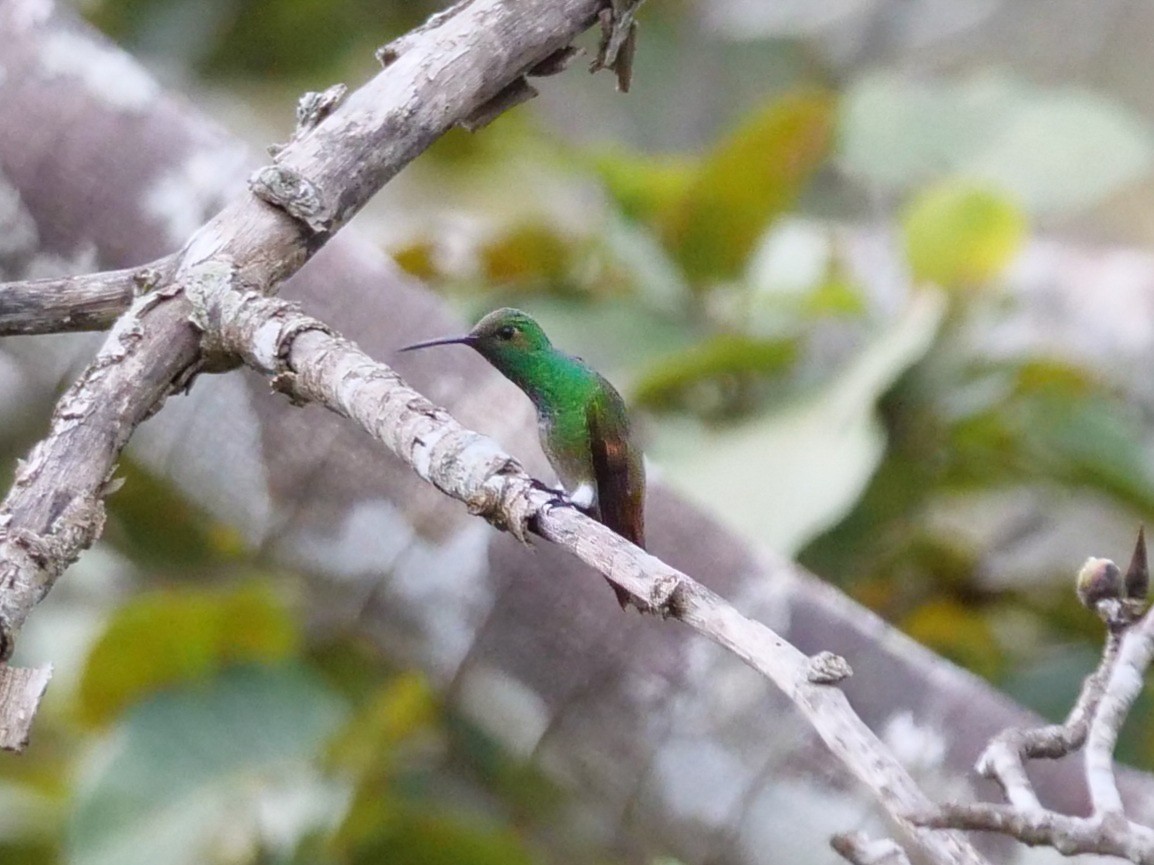Berylline Hummingbird (Sumichrast's) - Roger Horn