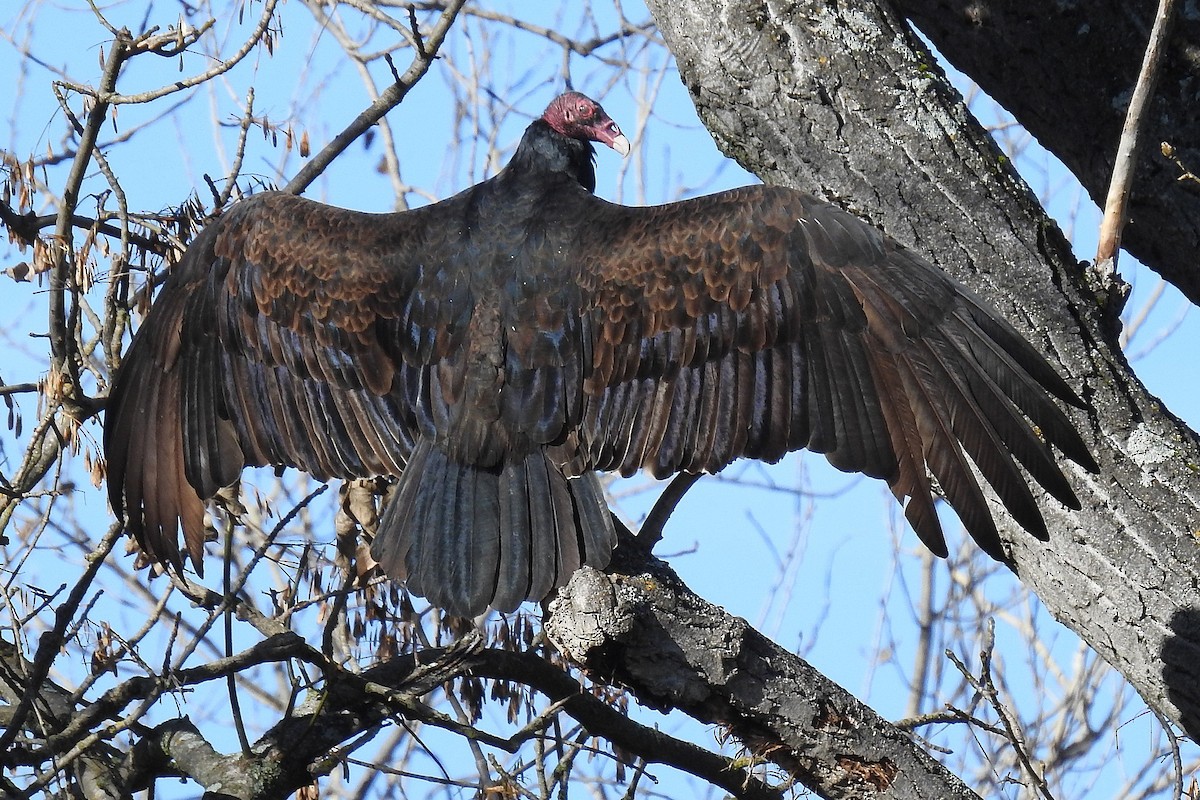 Turkey Vulture - Barbara Peck