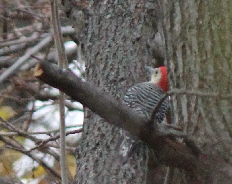 Red-bellied Woodpecker - benny albro