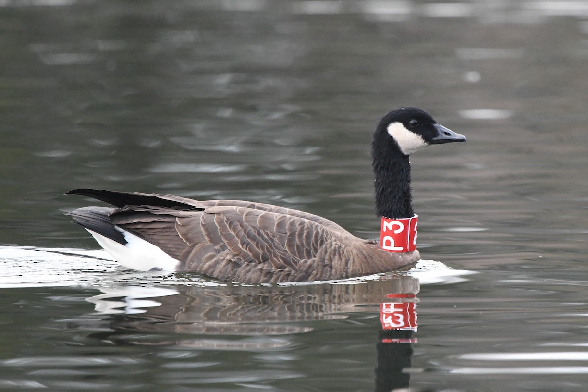 Canada Goose (occidentalis/fulva) - Ryan Merrill