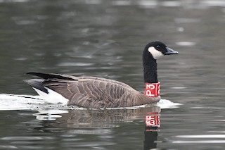 Canada Goose (occidentalis/fulva), ML411100261