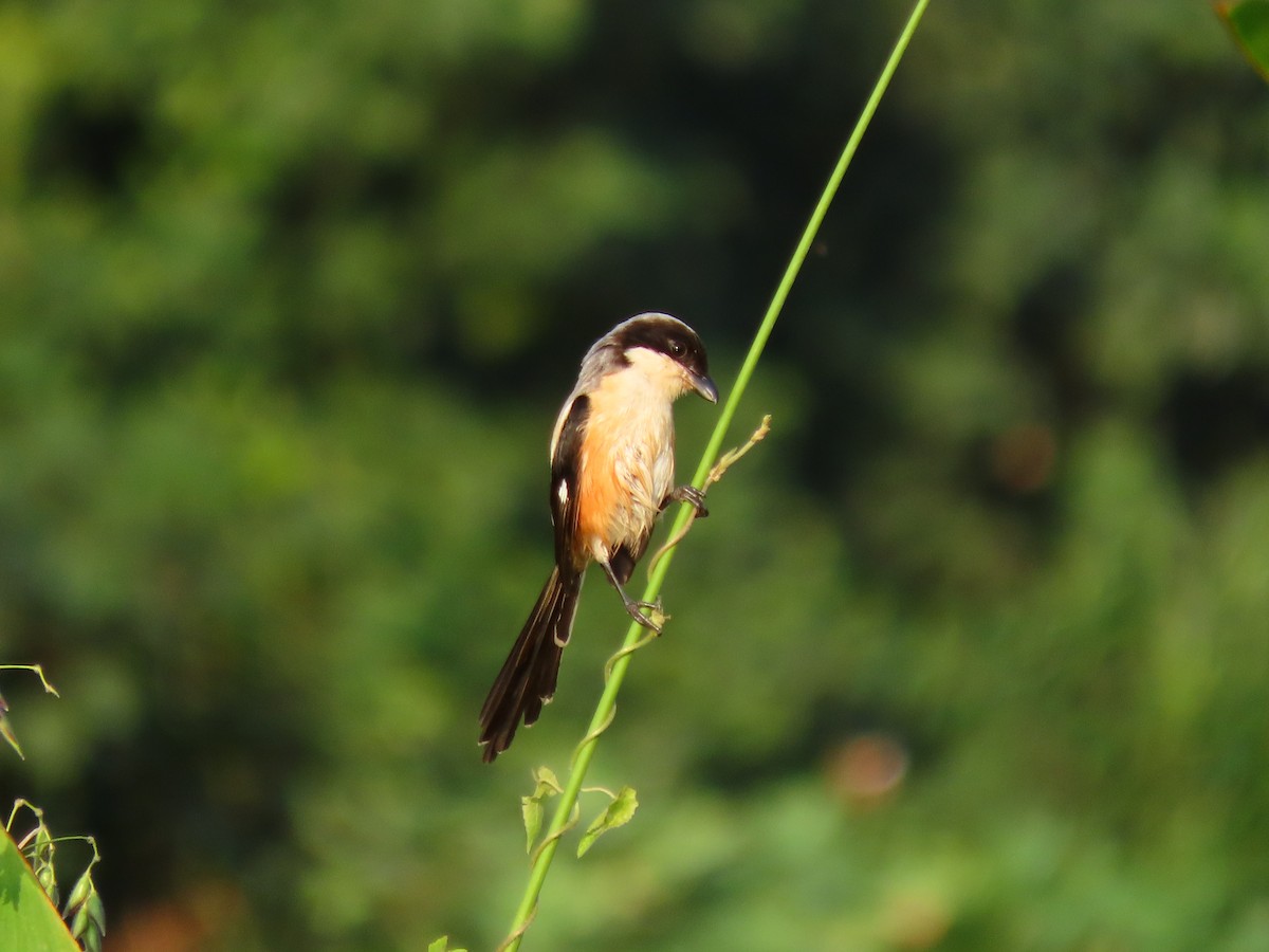 Long-tailed Shrike - Angela Christine Chua