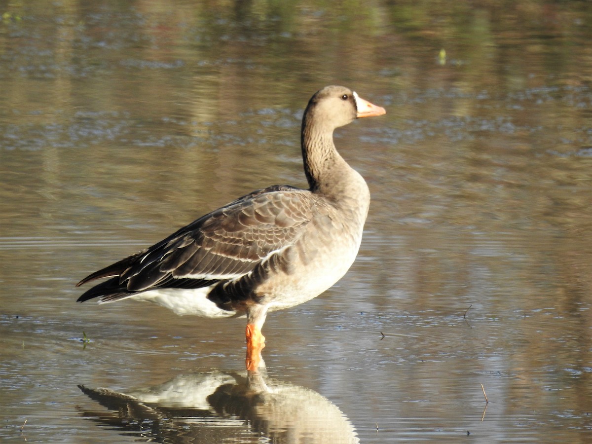 Greater White-fronted Goose - ML411104191