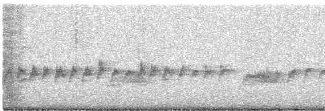 Светлобрюхий фиби - ML411115231