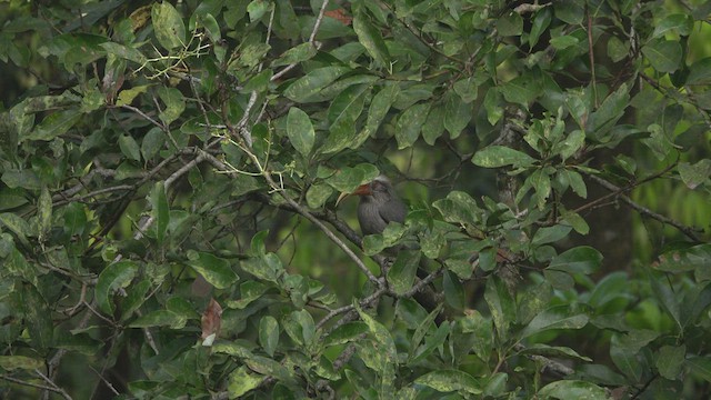 Malabar Gray Hornbill - ML411125641
