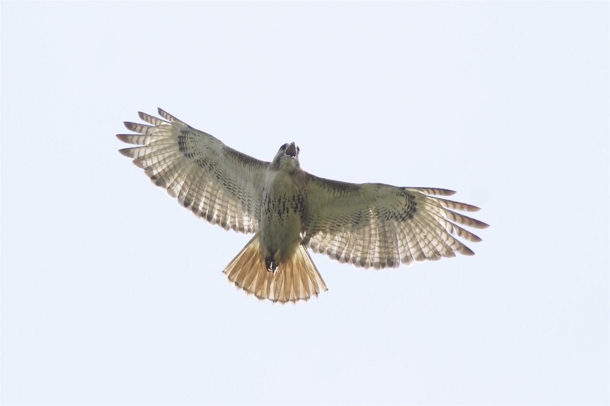 Red-tailed Hawk (borealis) - ML41112971