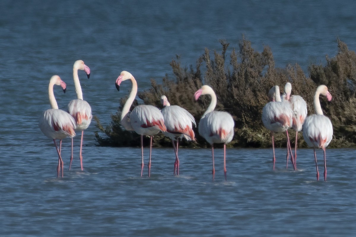 Greater Flamingo - ML411131921
