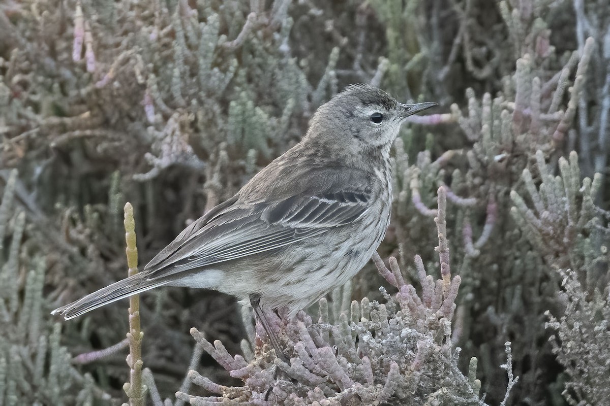 Water Pipit - ML411132101