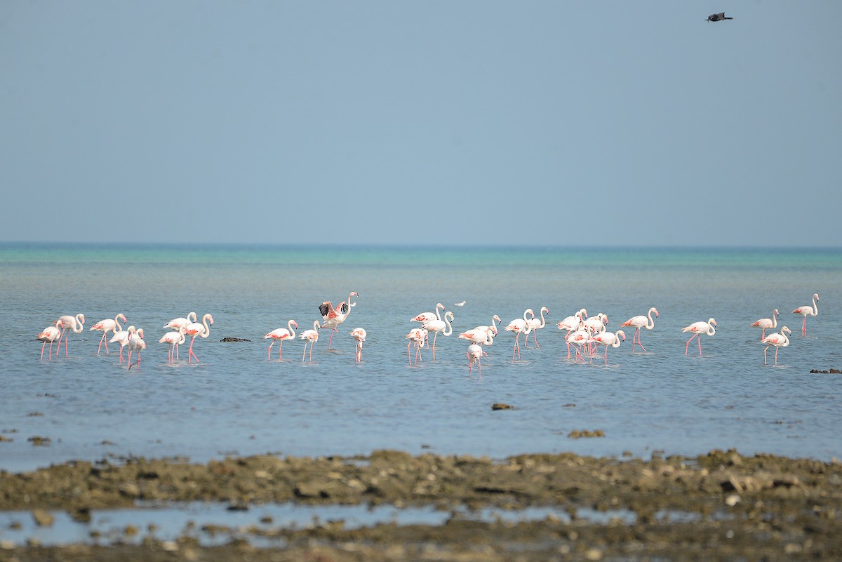 Greater Flamingo - ML411134881