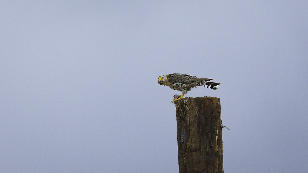Red-necked Falcon (African) - ML411142731