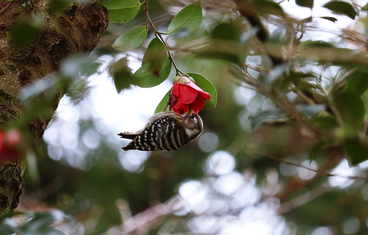 Japanese Pygmy Woodpecker - ML411146331