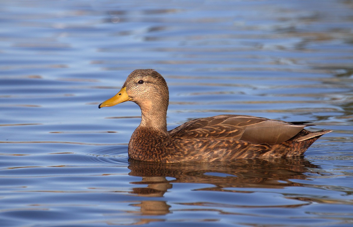 Mexican Duck - ML411147191