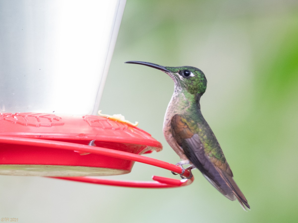 kolibřík hnědobřichý - ML411151091
