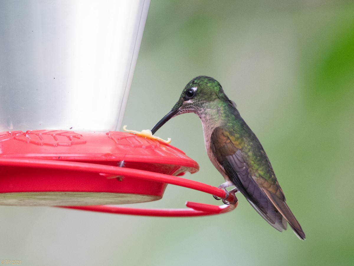 kolibřík hnědobřichý - ML411151951