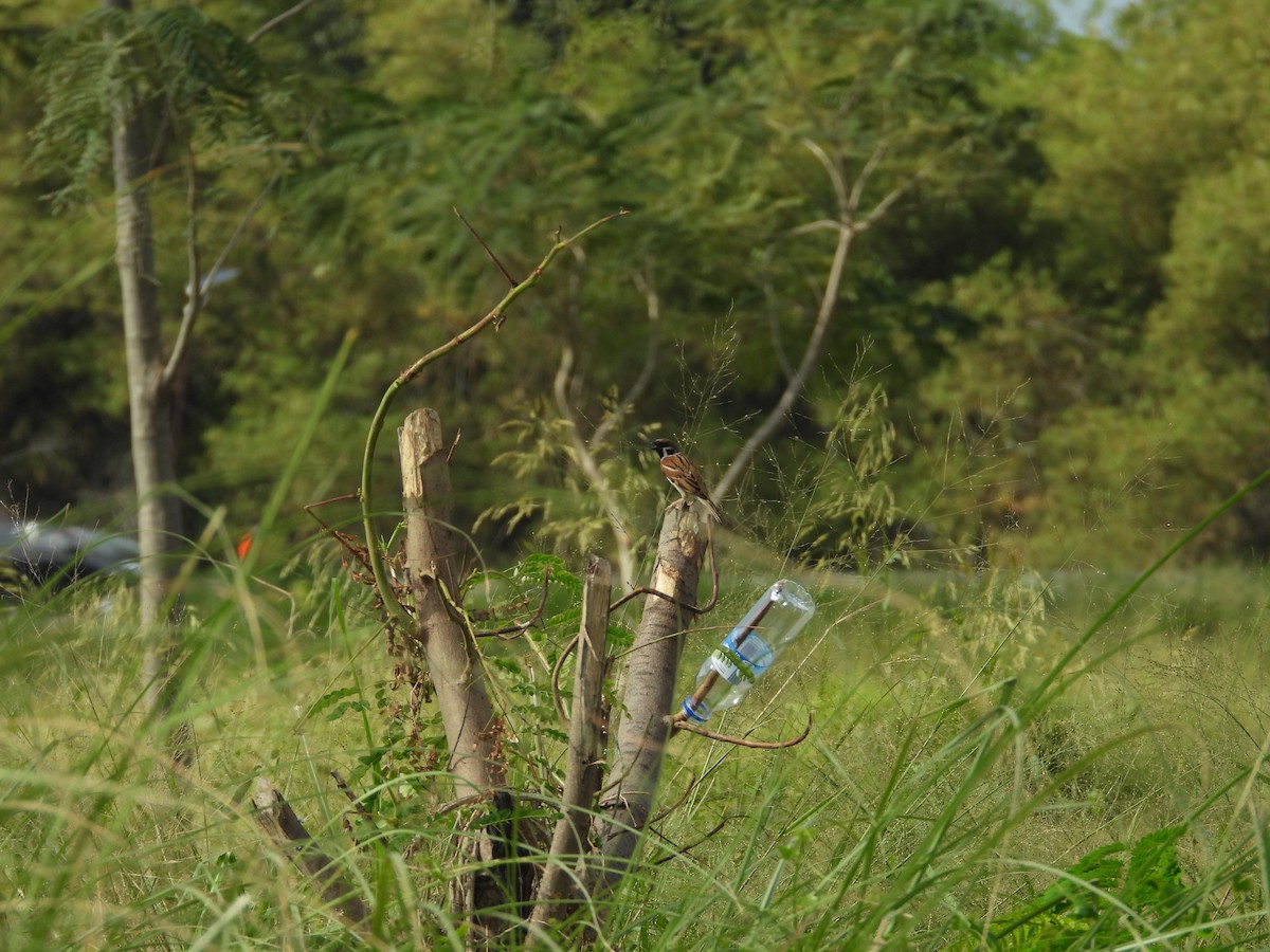 Eurasian Tree Sparrow - ML411152971