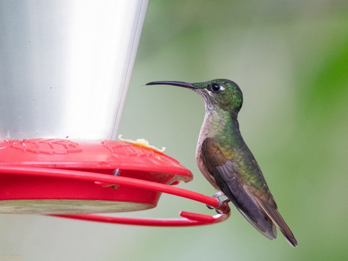 kolibřík hnědobřichý - ML411153441