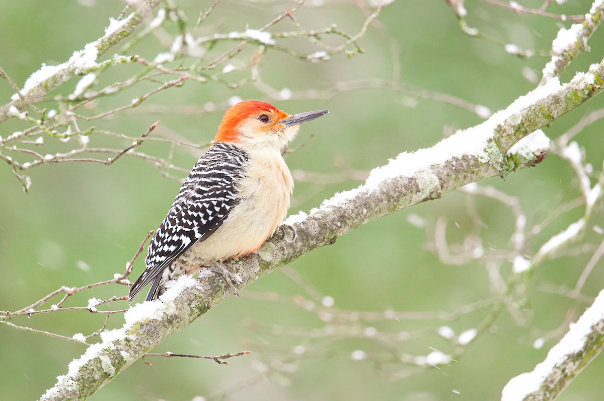 Red-bellied Woodpecker - Matt Mason