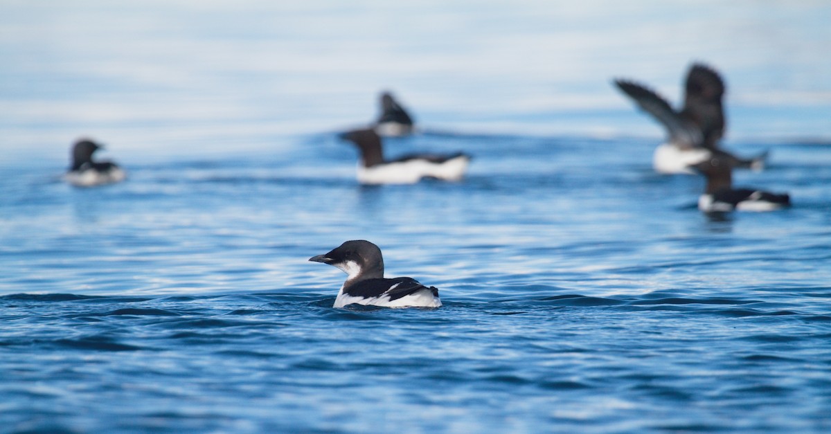Thick-billed Murre - ML411161901