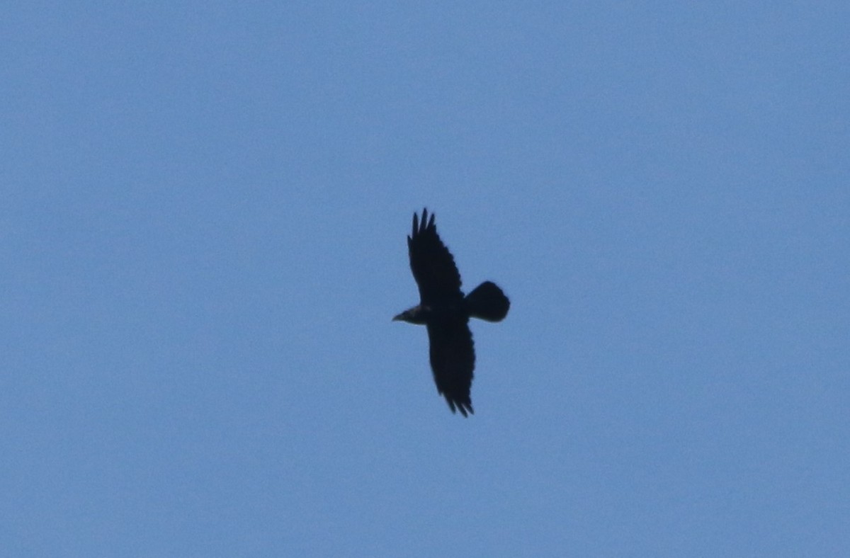 Common Raven - ML41116281