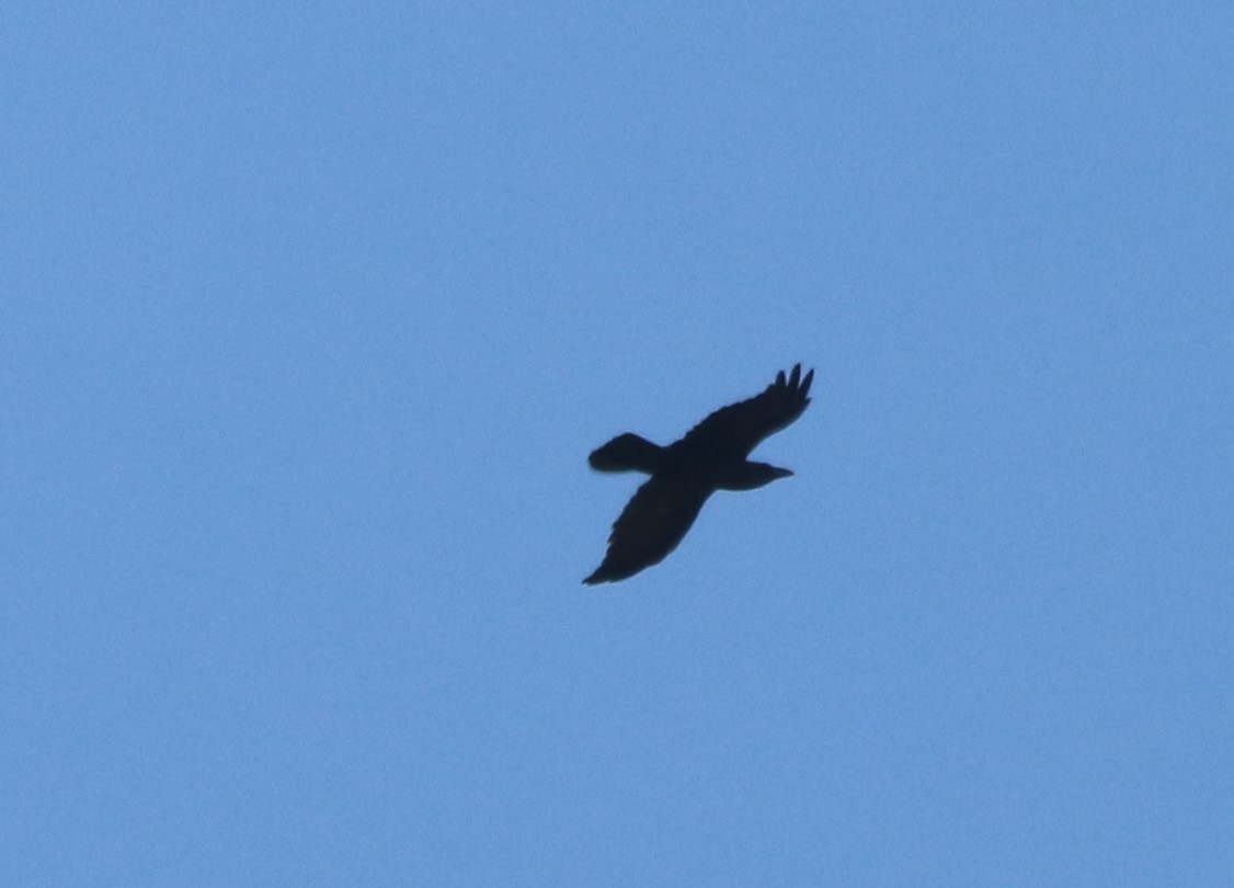 Common Raven - ML41116311