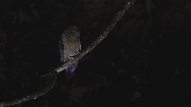 Tawny-bellied Screech-Owl - ML411164191