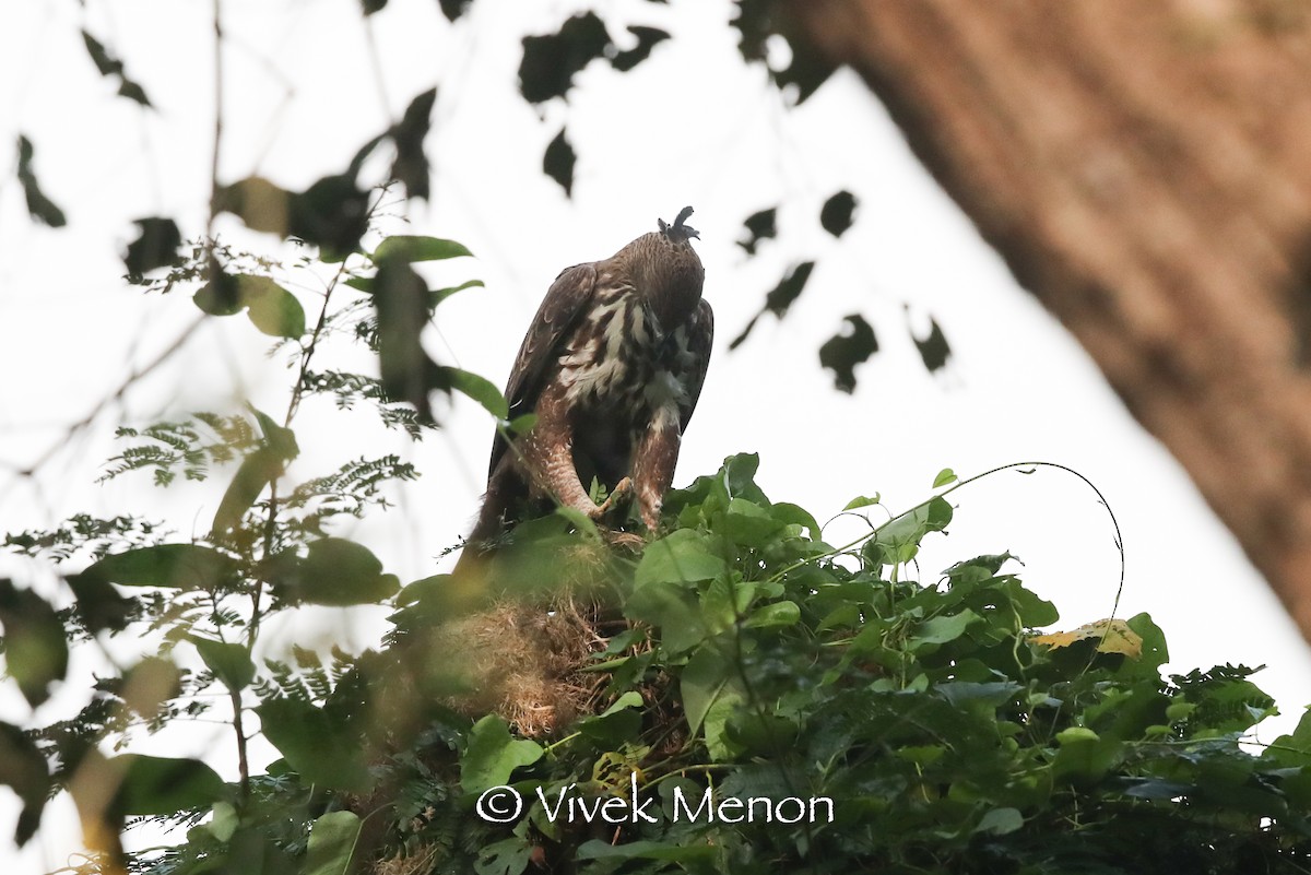 Changeable Hawk-Eagle (Crested) - ML411164911