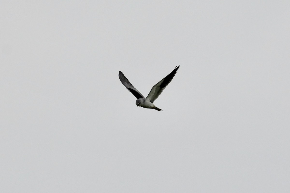 Black-winged Kite - ML411167971