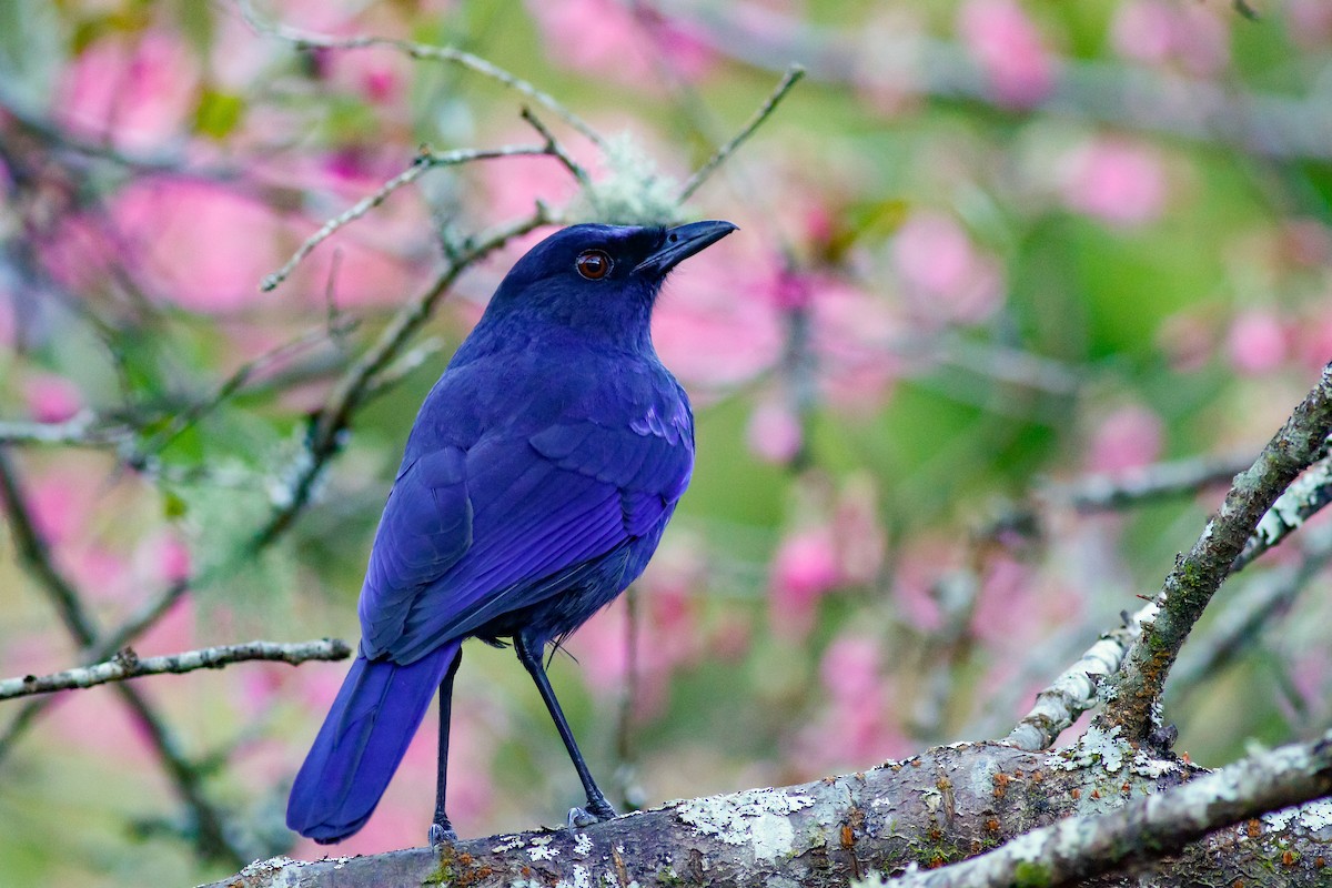 Тайваньская синяя птица - ML411173421