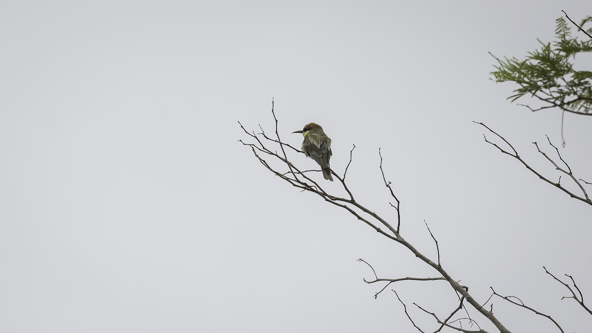 European Bee-eater - ML411175701