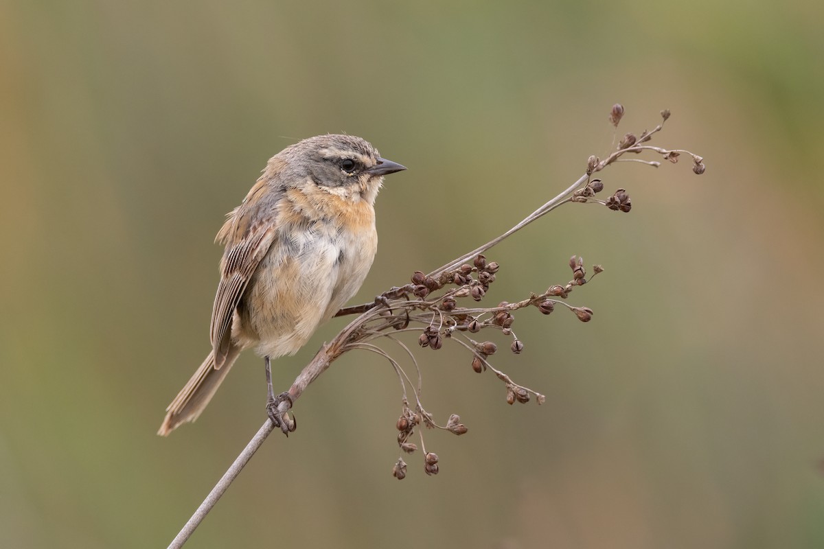 Long-tailed Reed Finch - ML411176401