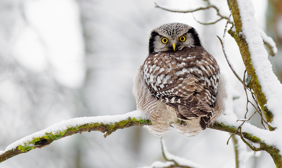 Northern Hawk Owl - Matti Rekilä