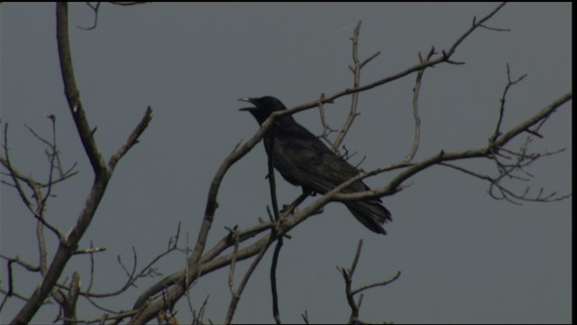 crow sp. - ML411179