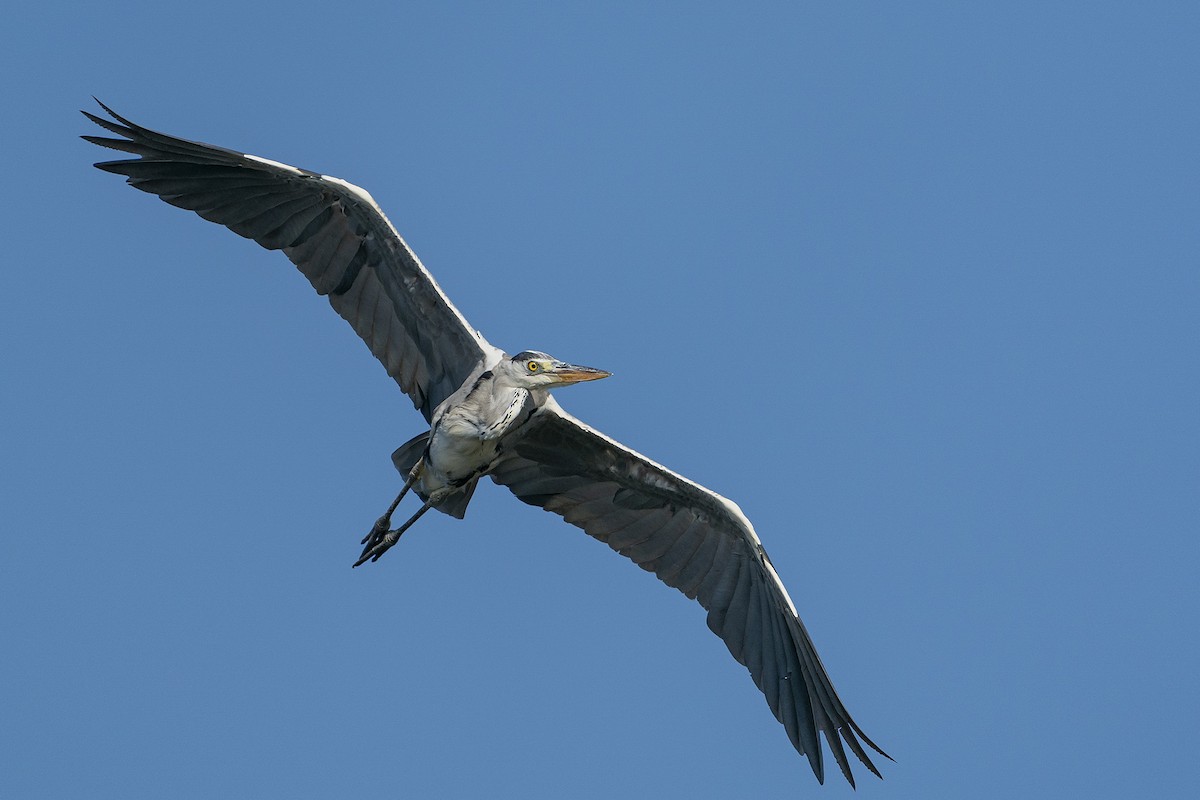 Gray Heron - Decha Kiatlatchanon
