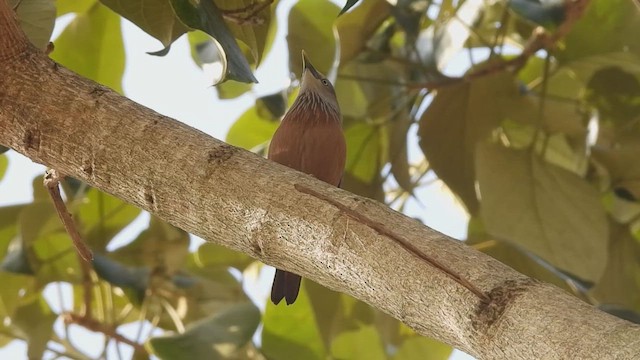 Chestnut-tailed Starling - ML411182991