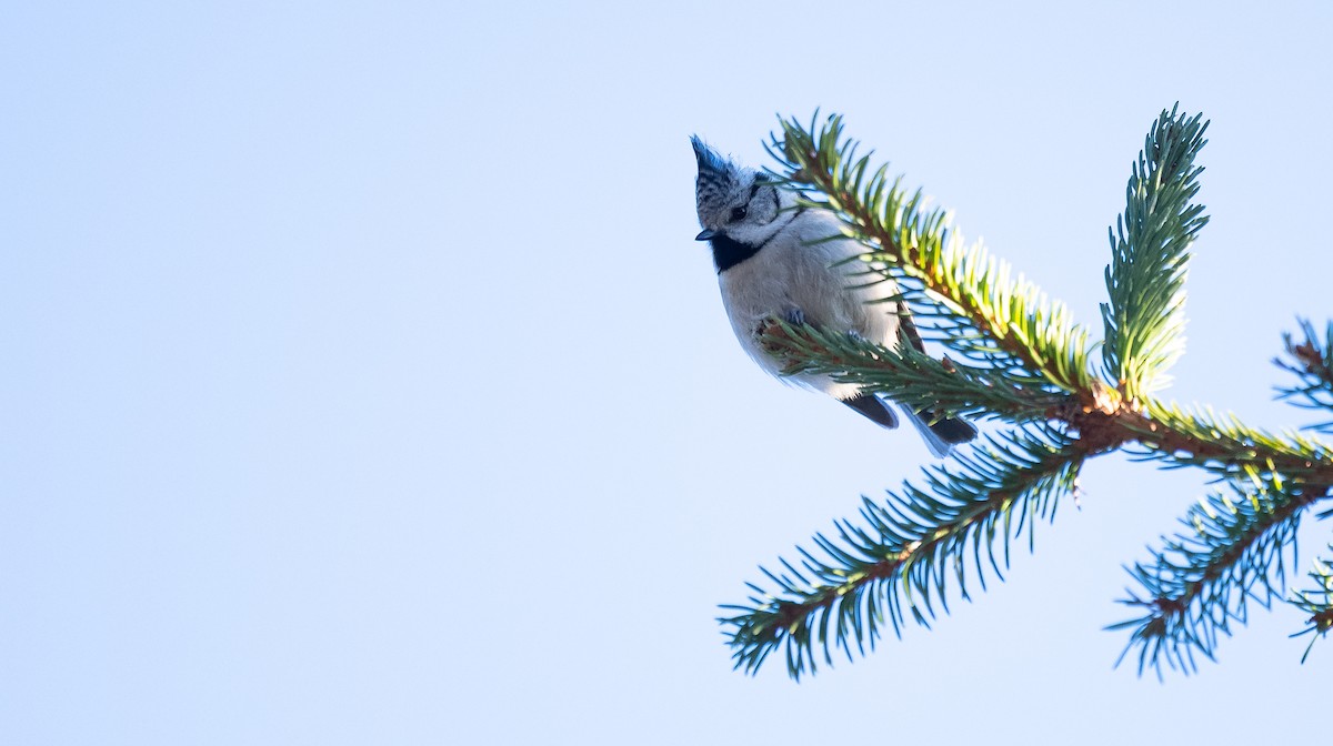Crested Tit - ML411184761