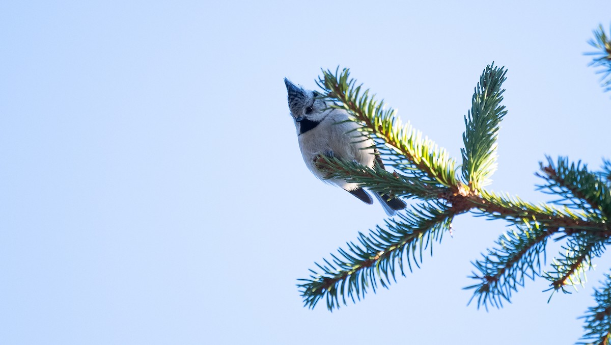 Crested Tit - ML411184771