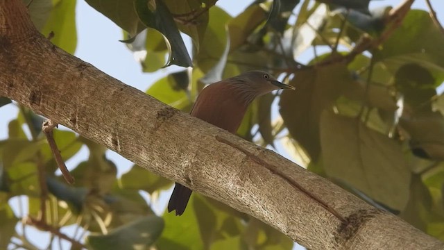 Chestnut-tailed Starling - ML411185601