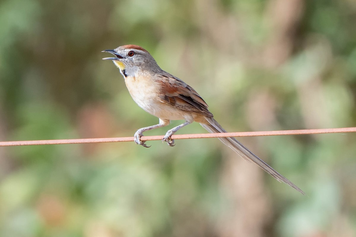 Chotoy Spinetail - ML411187601