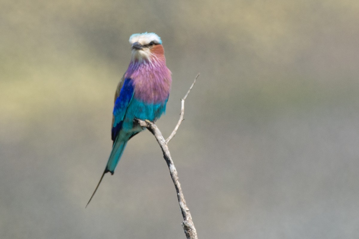 Lilac-breasted Roller - ML411190101