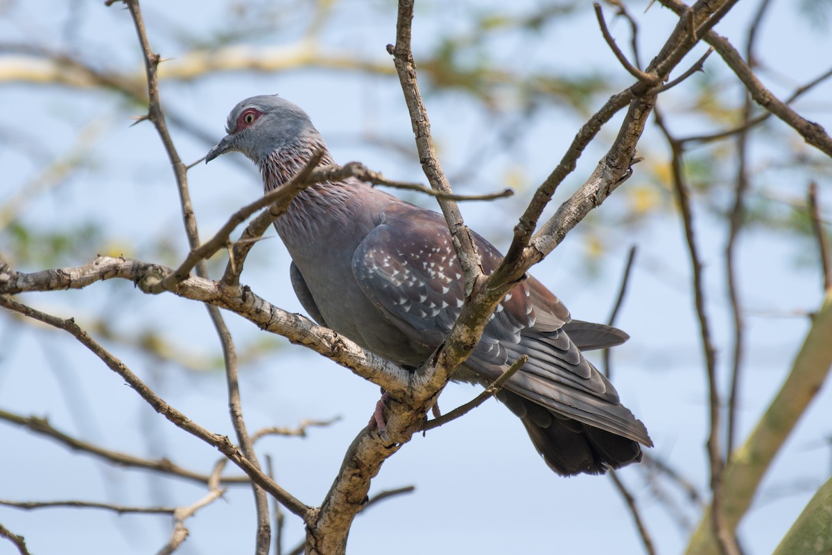 Speckled Pigeon - ML411190171