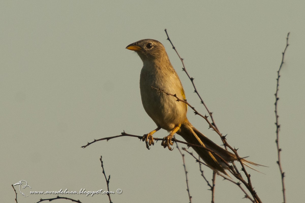 Wedge-tailed Grass-Finch - ML41119501