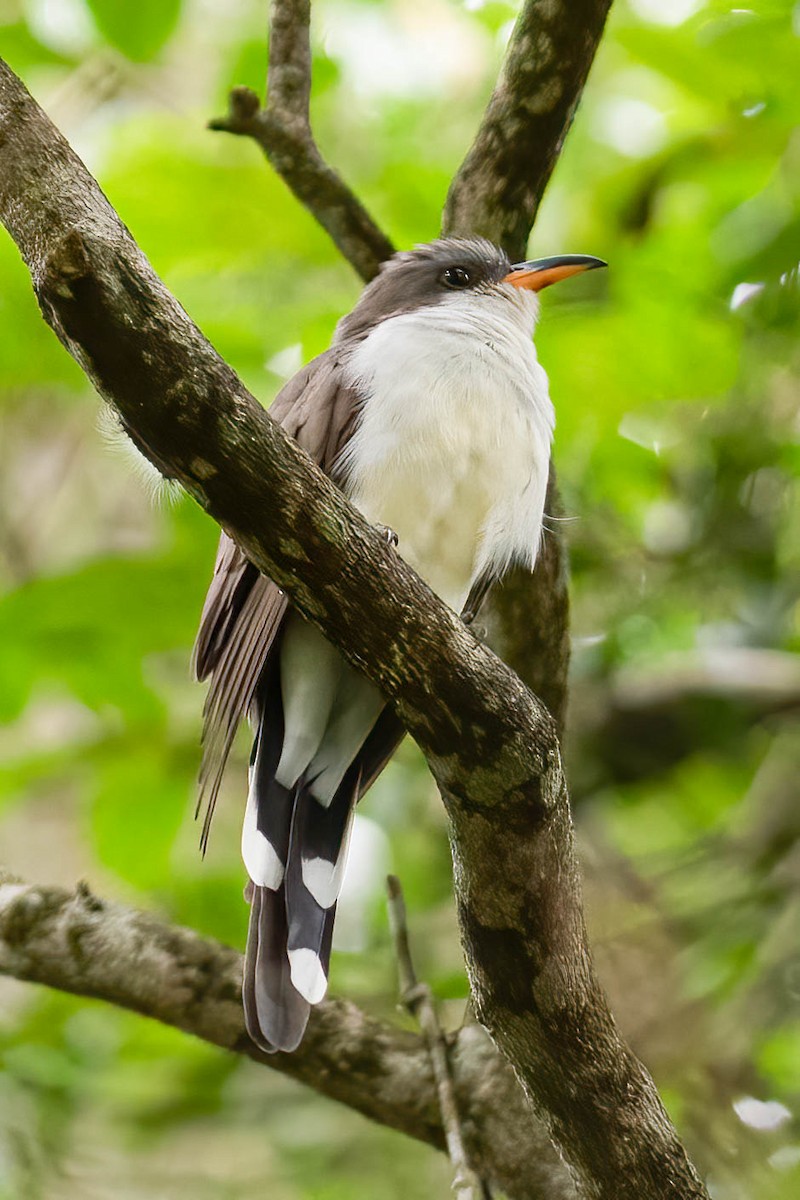 Pearly-breasted Cuckoo - Carlos Moura