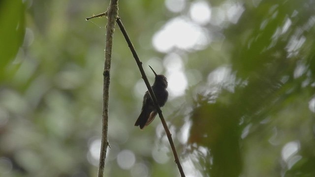kolibřík zlatochvostý - ML411195061