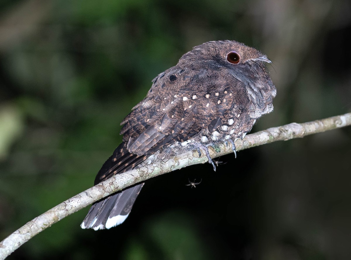 Ocellated Poorwill - Carlos Moura