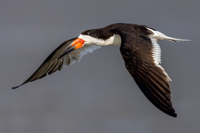 クロハサミアジサシ Ebird