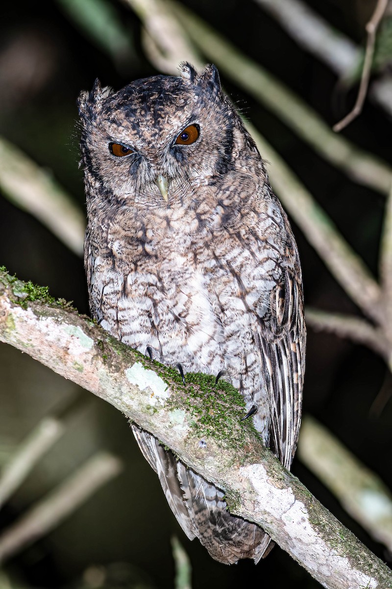 Black-capped Screech-Owl - ML411199641